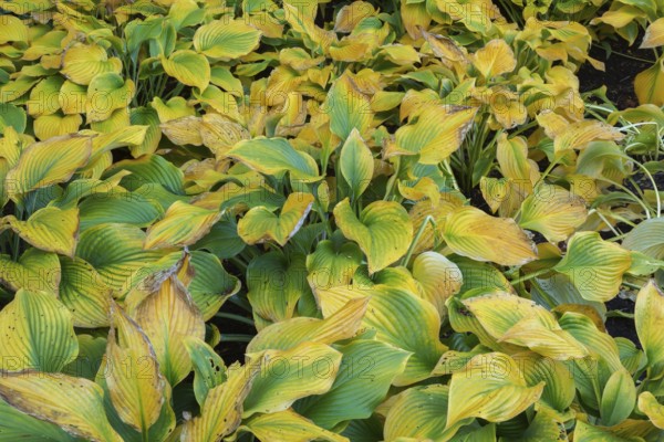 Hosta plants with heart shaped leaves changed to yellow in autumn, Quebec, Canada, North America