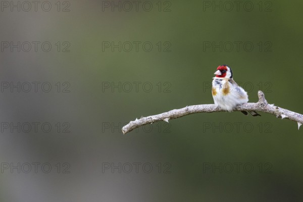 Goldfinch (Carduelis carduelis) Germany