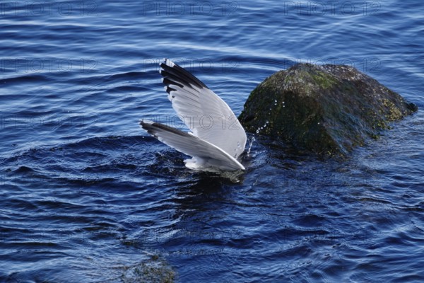 Seagull diving, Baltic Sea, Mecklenburg-Western Pomerania, Germany, Europe