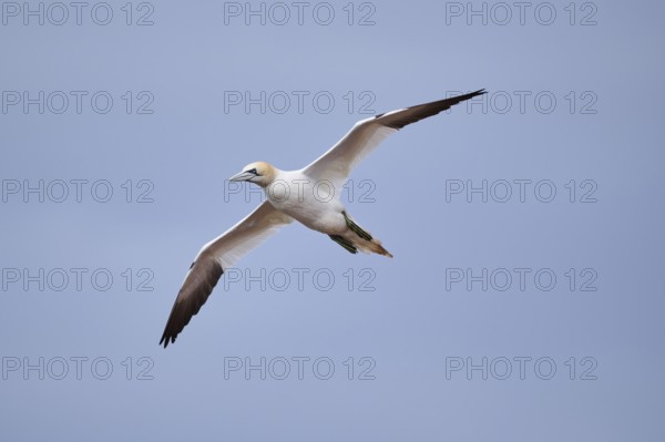 Northern gannet (Morus bassanus) flying over the sea, wildlife, Helgoland, Germany, Europe
