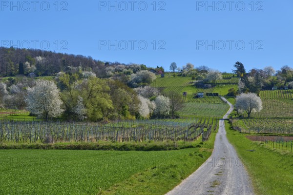 Tranquil spring landscape with blossoming trees, green fields and a clear blue sky along a rural road, Hörstein, Bavaria, Germany, Europe