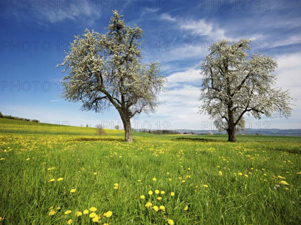 Field of flowering dandelions and pear trees (Pyrus communis), Beinwil, Freiamt, Canton Aargau, Switzerland, Europe