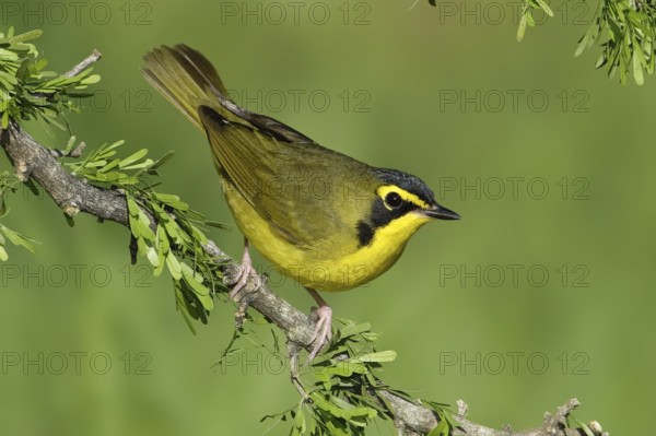 Kentucky Warbler (Geothlypis formosa), Texas, USA, North America