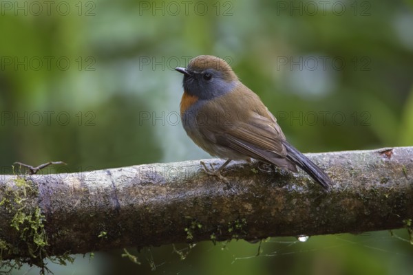 Rufous-gorgeted Flycatcher (Ficedula strophiata) male, Ngoc Linh, Vietnam, Asia