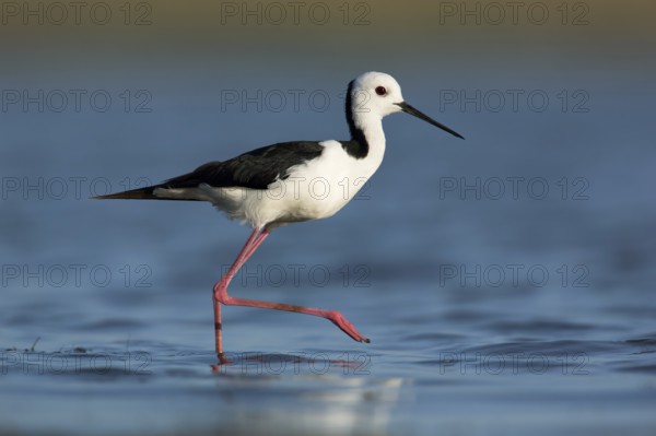 White-headed Stilt (Himantopus leucocephalus), Victoria, Australia, Oceania