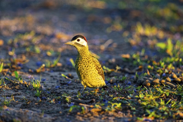 Green-banded Woodpecker (Colaptes melanochlorus) Pantanal Brazil