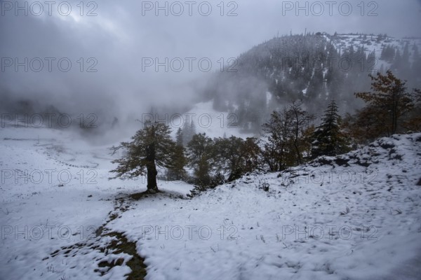Foggy, snow-covered mountain landscape with scattered trees. Hike to the Herzogstand, Kochel am See, Bavaria, Germany, Europe