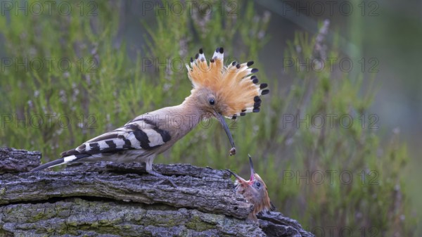 Eurasian Hoopoe (Upupa epops) feeding chick in breeding cavity, Saxony-Anhalt, Germany, Europe