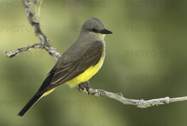 Western Kingbird (Tyrannus verticalis), Washington, USA, North America