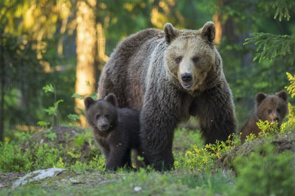 Eurasian Brown Bear (Ursus arctos) mother with cubs in forest, Finland, Europe