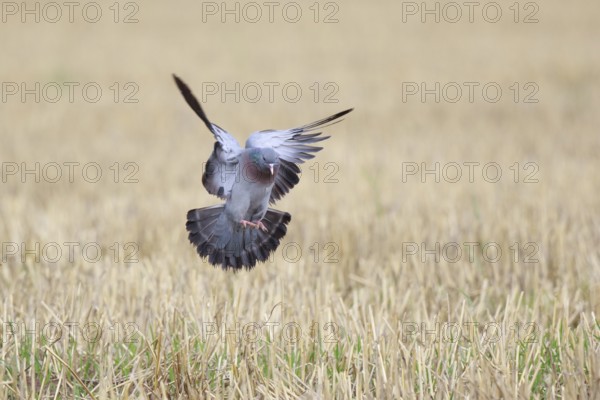 Stock Dove (Columba oenas) flying, North Rhine-Westphalia, Germany, Europe