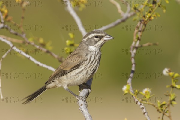Black-throated Sparrow (Amphispiza bilineata), California, USA, North America