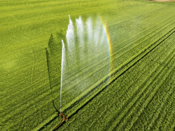 Artificial irrigation of a cereal field in April, with a sprinkler system, long dry spell in spring makes this necessary for the young plants to grow well, Kerken, Lower Rhine, North Rhine-Westphalia, Germany, Europe