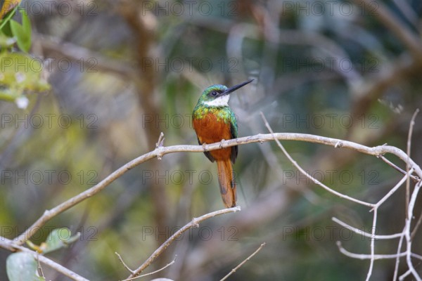 Rufous-tailed jacamar (Galbula ruficauda) Pantanal Brazil