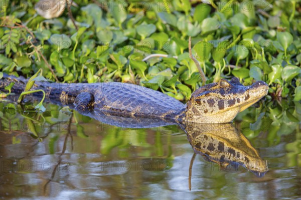 Spectacled caiman (Caiman crocodilius) Panatanal Brazil