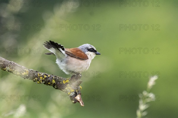 Red-backed shrike (Lanius collurio) ml Germany