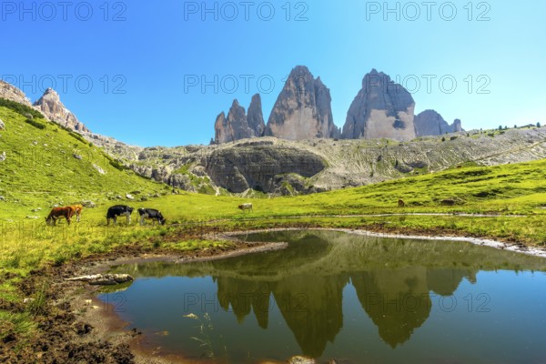 Cows grazing peacefully in a meadow with the majestic tre cime di lavaredo peaks reflecting in a pristine alpine lake in the italian dolomites