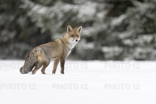 Red fox in the snow, Steinborn, Rhineland-Palatinate, Germany, Europe