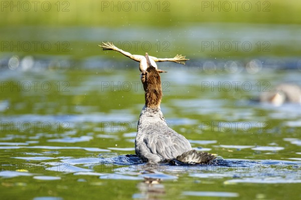 Common merganser. Mergus merganser. A female swallows a bull frog. Lake Wapizagonke. La Mauricie national park. Province of Québec. Canada