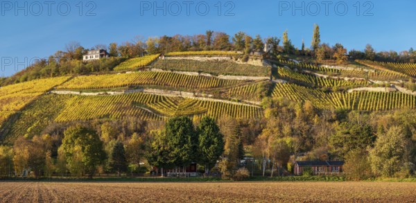 Vineyards divided into terraces with dry stone walls in the evening light under a blue sky, autumn in the Saale valley near Naumburg, Burgenlandkreis, Saxony-Anhalt, Germany, Europe
