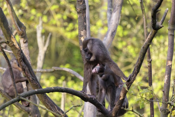 An adult female mandrill (Mandrillus leucophaeus) stands with her baby high up in a tree. A green forest can be seen in the background