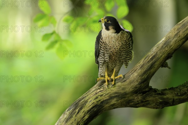 Peregrine falcon (Falco peregrinus), adult, on tree, alert, in summer, Šumava, Czech Republic, Europe