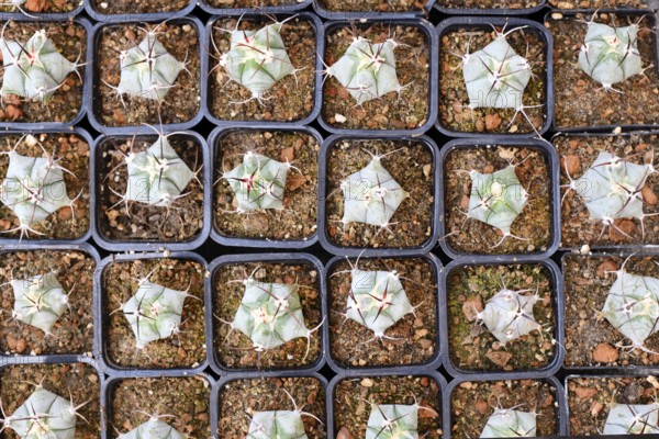 Top view of small 'Ferocactus Latispinus' cactus in flower pot with stones