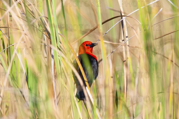 Red-headed blackbird (Amblyramphus holosericeus) Pantanal Brazil