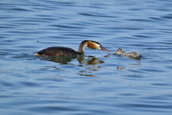 Great Crested Grebe (Podiceps Scalloped ribbonfish), pair feeding a chick with fish, swimming in the water, Lake Zug, Kanon Zug, Switzerland, Europe