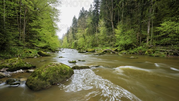 European beech trees shedding leaves, in the foreground moss-covered stones on the river Sihl, Sihlsprung, Menzingen, Canton Zug, Switzerland, Europe