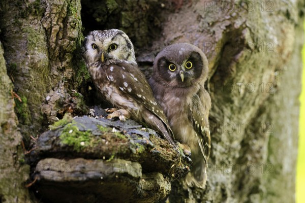 Great Horned Owl (Aegolius funereus), Great Horned Owl, adult, juvenile, on tree, on guard, watchful, in summer, Šumava, Czech Republic, Europe