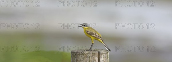 Yellow wagtail (Motacilla flava), on a pasture fence post, Dümmer, Lake Dümmer, Ochsenmoor, Hüde, Lower Saxony, Germany, Europe