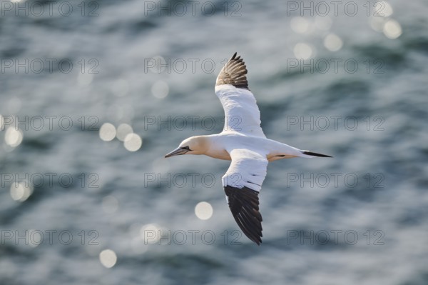Northern gannet (Morus bassanus) flying over the sea, wildlife, Helgoland, Germany, Europe