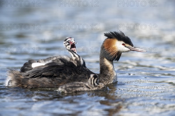 Great Crested Grebe (Podiceps Scalloped ribbonfish) with juveniles, Emsland, Lower Saxony, Germany, Europe