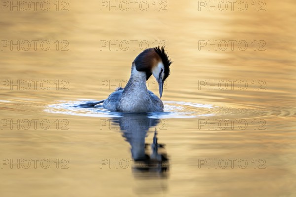 Great Crested Grebe (Podiceps Scalloped ribbonfish), Vulkaneifel, Rhineland-Palatinate, Germany, Europe