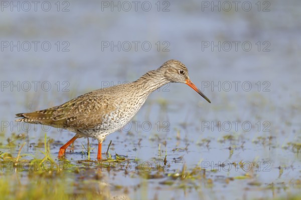Redshank (Tringa totanus) looking for food in a wet meadow, wildlife, animals, birds, snipe family, spring, Hüde, Ochsenmoor, Dümmer See, Hüde, Lower Saxony, Germany, Europe