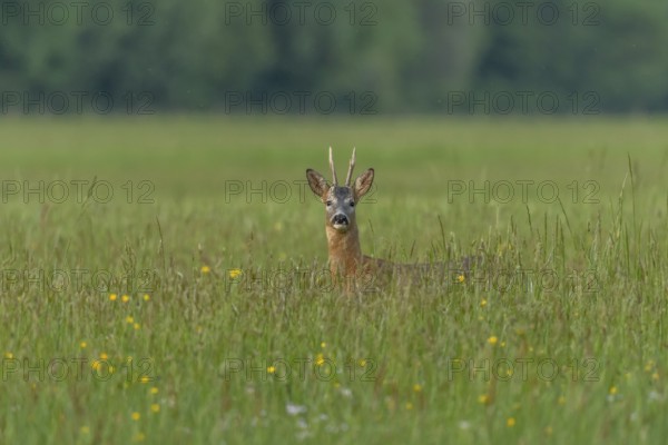 A graceful roe deer stands in a sunlit field, its gaze direct and curious, capturing a peaceful wildlife moment. Bas Rhin, Alsace, France, Europe
