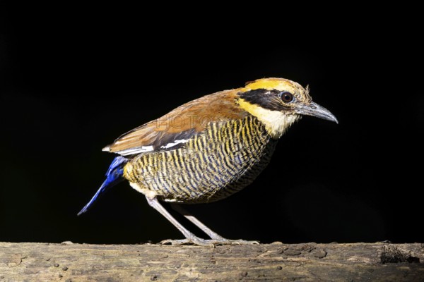Javan Banded Pitta (Hydrornis guajanus) female, Bali, Indonesia, Asia