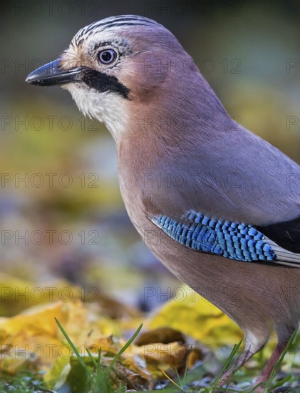 Eurasian Jay (Garrulus glandarius), Bavaria, Germany, Europe