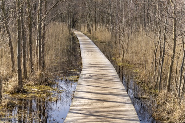 Hiking trail in Darßer Ort, Vorpommersche Boddenlandschaft National Park, Mecklenburg-Vorpommern, Germany, Europe