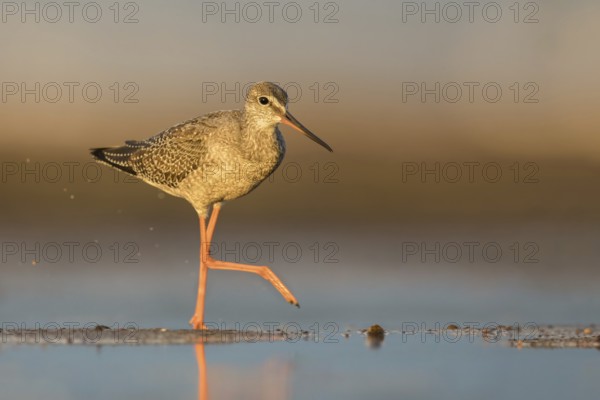 Spotted Redshank (Tringa erythropus) foraging, Poland, Europe