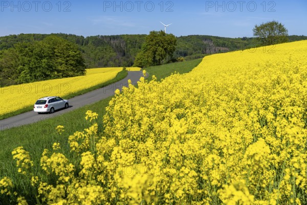 Car on a small country road through rape fields in full bloom, spring in the Elfringhauser Schweiz, hilly landscape south of the Ruhr near Hattingen-Elfringhausen, transition to the Bergisches Land, North Rhine-Westphalia, Germany, Europe