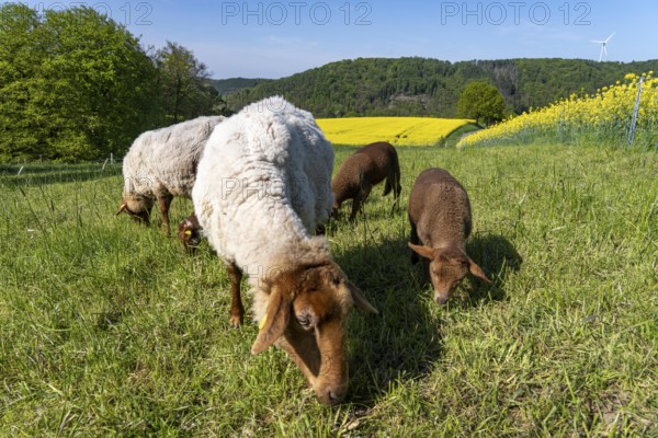 Sheep, lambs, on a field next to rape fields in full bloom, spring in the Elfringhauser Schweiz, hilly landscape south of the Ruhr here near Hattingen-Elfringhausen, transition to the Bergisches Land, North Rhine-Westphalia, Germany, Europe