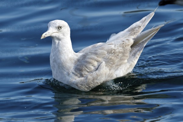 Iceland Gull (Larus glaucoides), Spain, Europe