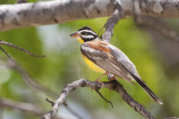 Golden-breasted Bunting (Emberiza flaviventris), Okavango-Delta, Botswana, Africa