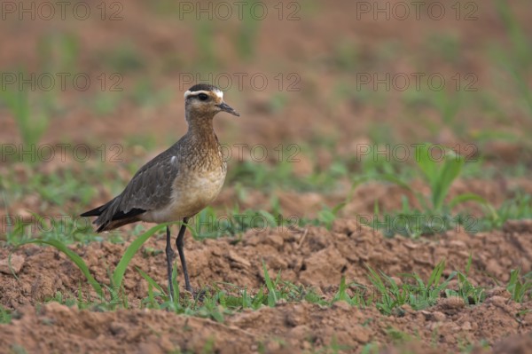 Sociable Lapwing (Vanellus gregarius), Oman, Asia