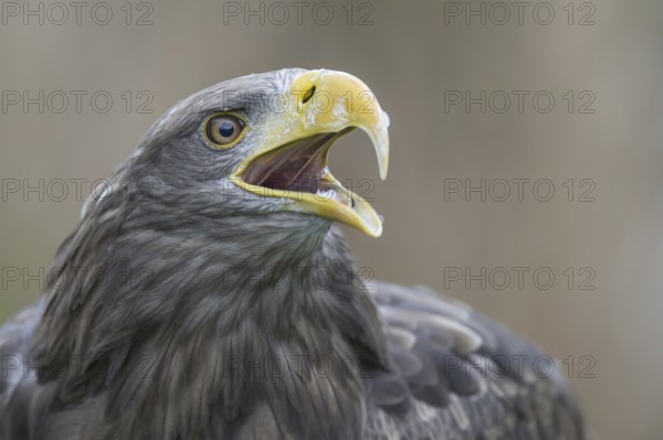 White-tailed Eagle (Haliaeetus albicilla) calling, Nord-Trondelag, Norway, Europe