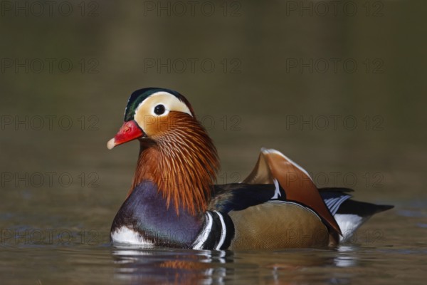 Mandarin Duck (Aix galericulata) male, Baden-Wuerttemberg, Germany, Europe