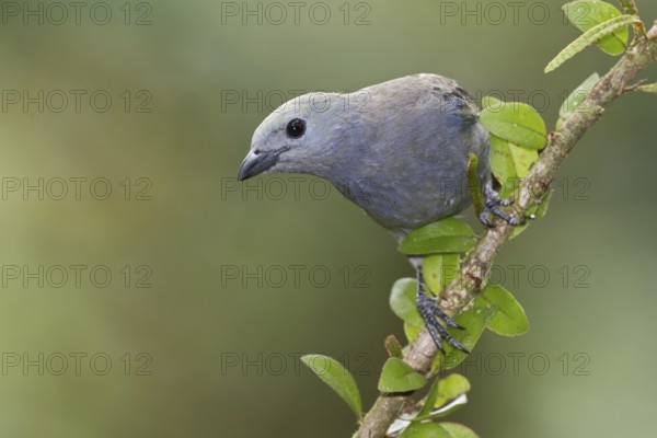 Palm Tanager (Thraupis palmarum), Costa Rica, Central America