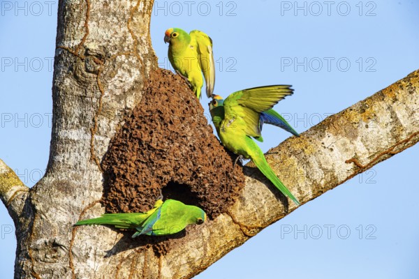 Peach-fronted conure (Aratinga aurea) Pantanal Brazil